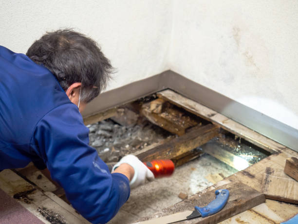 Best Office Mold Removal Services  in Panaca, NV
