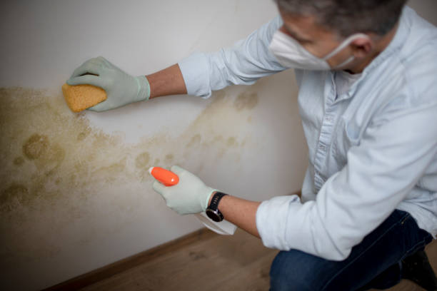 Best Mold Removal Process  in Panaca, NV