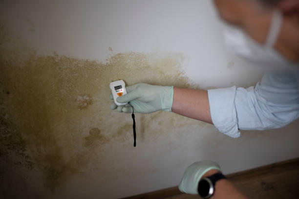 Best Toxic Mold Removal  in Panaca, NV