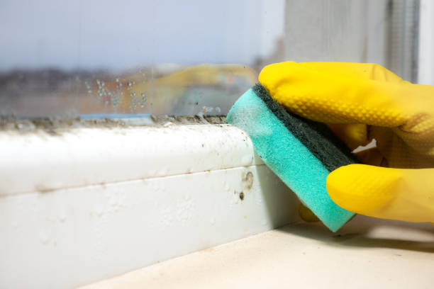 Best Commercial Mold Removal  in Panaca, NV