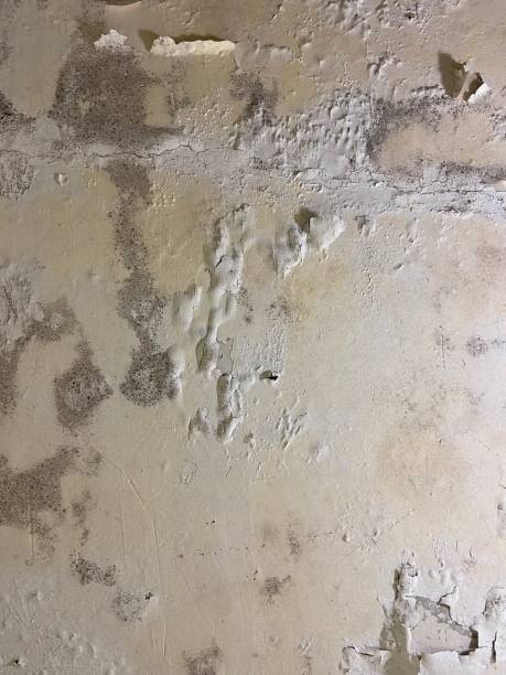 Best Same-Day Mold Removal  in Panaca, NV