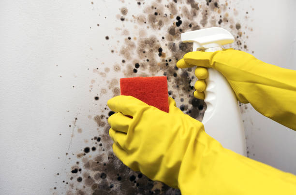 Best Mold Testing  in Panaca, NV