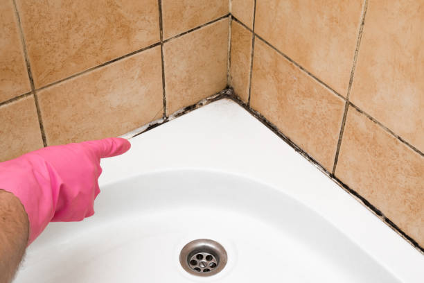 Mold Removal Process in Panaca, NV