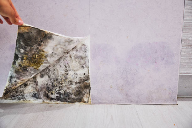 Best Mold Removal Company Near Me  in Panaca, NV